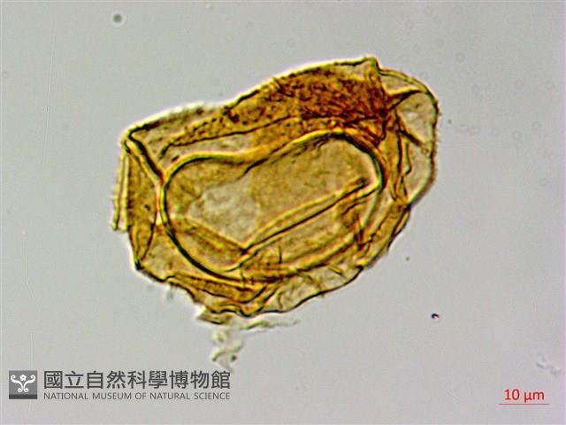登錄號:P015167藏品圖，第3張