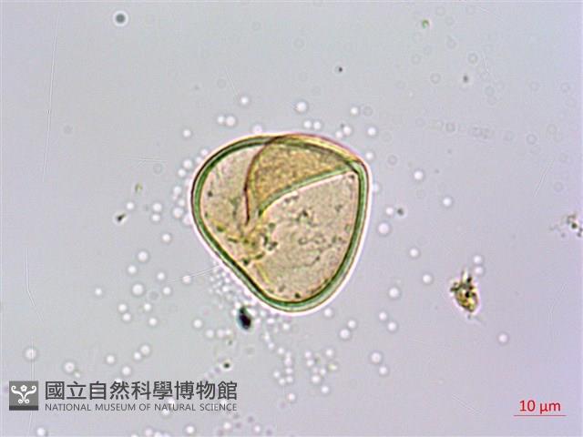 刺柄碗蕨藏品圖，第4張