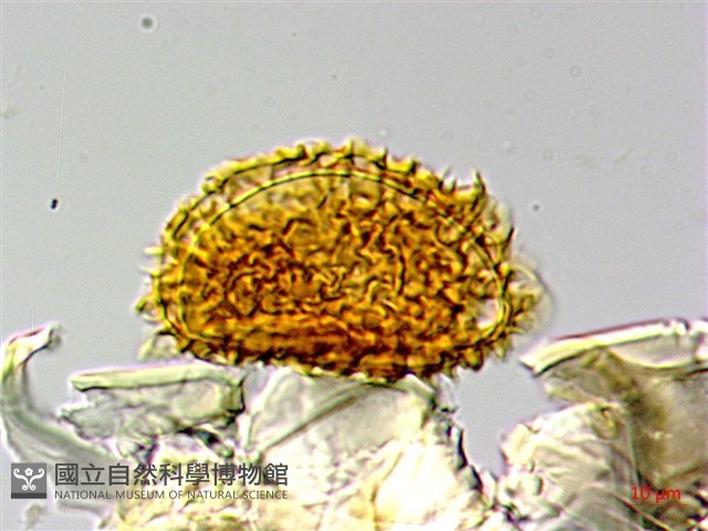 翅柄三叉蕨藏品圖，第4張