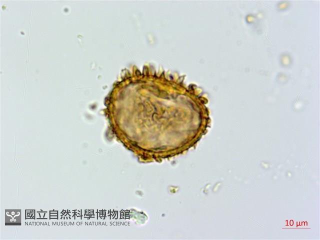 假蹄蓋蕨藏品圖，第3張