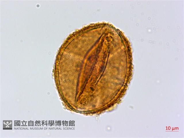 Accession Number:P014347 Collection Image, Figure 3, Total 3 Figures