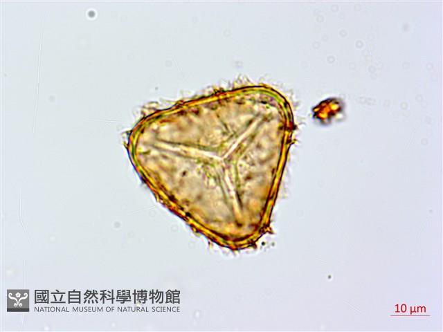 鬼桫欏藏品圖，第3張