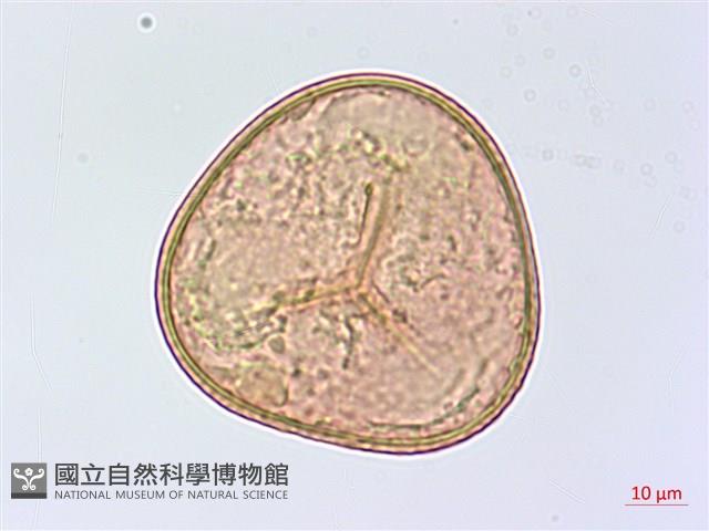 鹵蕨藏品圖，第4張