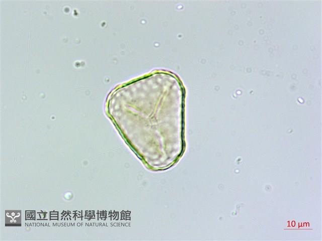 登錄號:P011077藏品圖，第4張