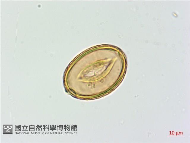 擬溪谷蹄蓋蕨藏品圖，第3張