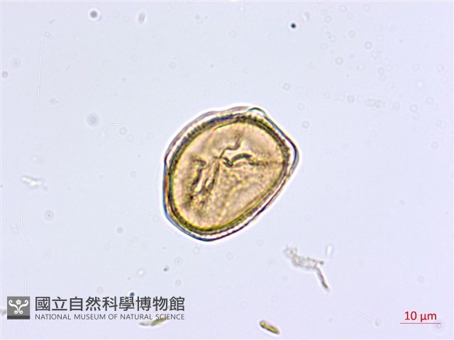 大黑柄鐵角蕨藏品圖，第4張