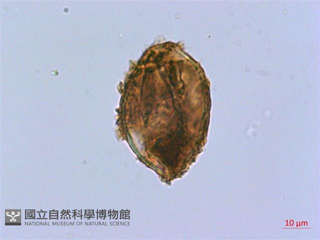 樸氏雙蓋蕨、毛柄蹄蓋蕨藏品圖，第4張