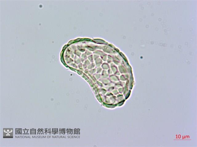 小膜蓋蕨藏品圖，第3張