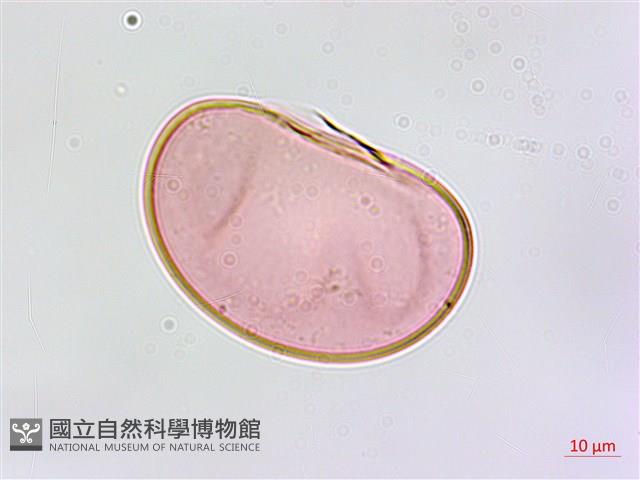 叢葉鐵角蕨藏品圖，第4張