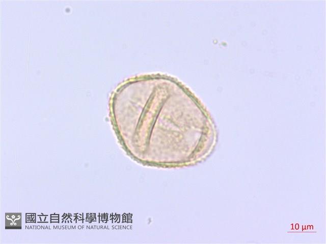 過溝菜蕨藏品圖，第3張