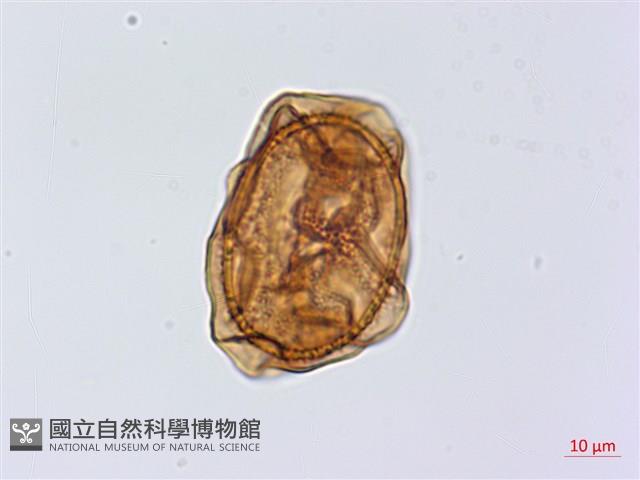 斜葉鐵角蕨藏品圖，第3張