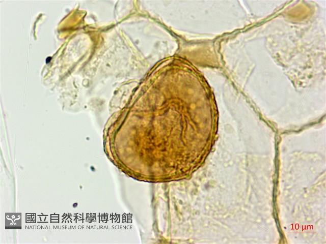 對生蹄蓋蕨藏品圖，第3張