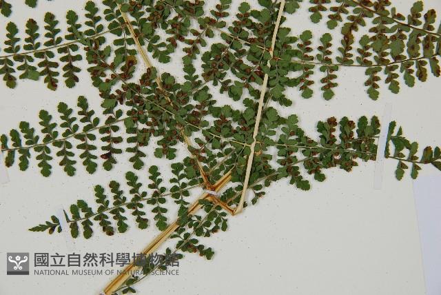 魚鱗蕨藏品圖，第25張