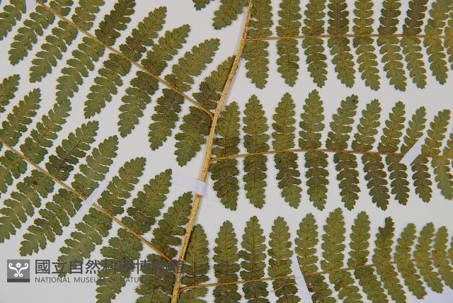 細葉姬蕨藏品圖，第23張