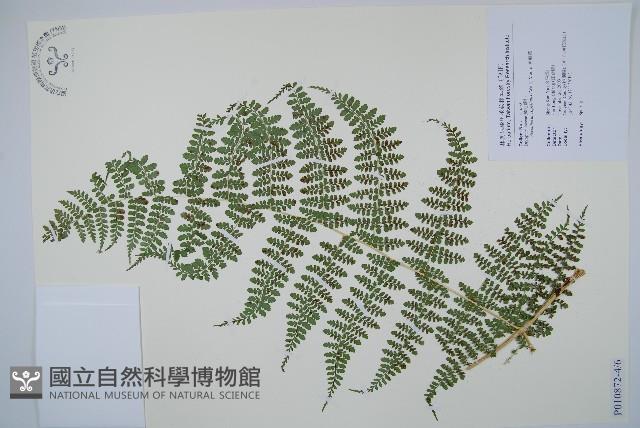 魚鱗蕨藏品圖，第18張