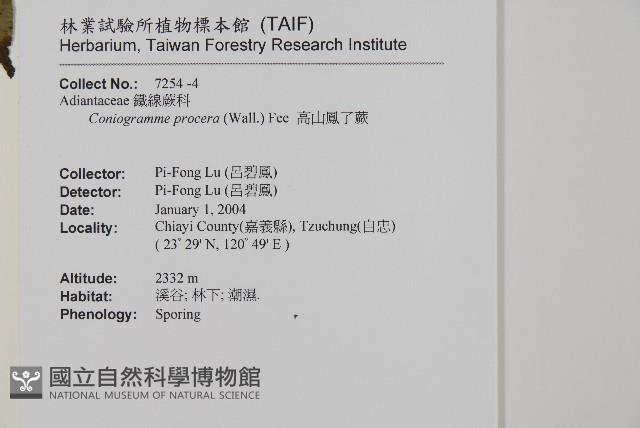 高山鳳丫蕨藏品圖，第15張