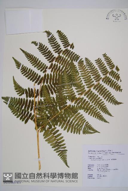 細葉姬蕨藏品圖，第16張