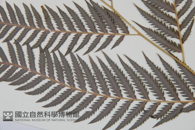 臺灣金狗毛蕨藏品圖，第15張