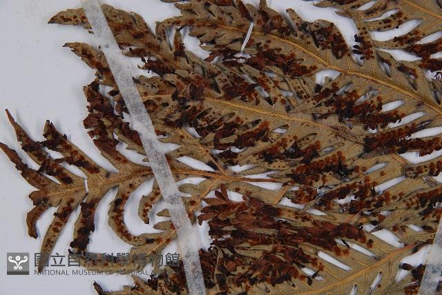 臺灣狗脊蕨藏品圖，第5張