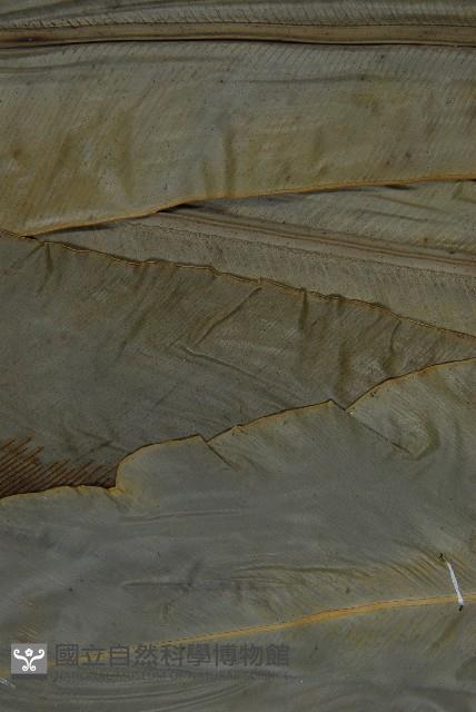 南洋山蘇花藏品圖，第5張