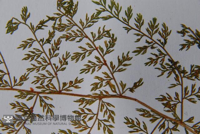 宿枝小膜蓋蕨藏品圖，第6張