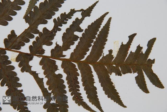 韓氏黑桫欏藏品圖，第6張