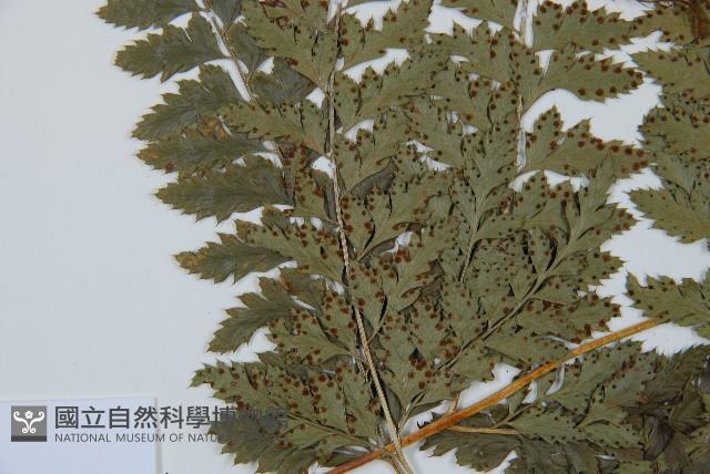 斜方複葉耳蕨藏品圖，第5張