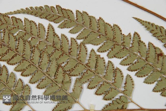 斜方複葉耳蕨藏品圖，第5張