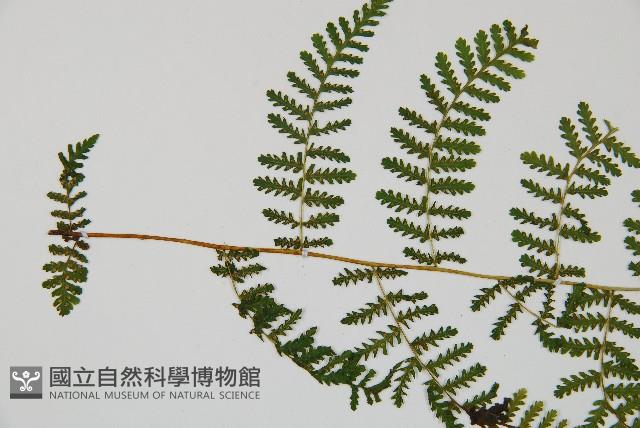 台灣亮毛蕨藏品圖，第6張