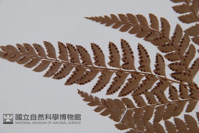 斜方複葉耳蕨藏品圖，第5張
