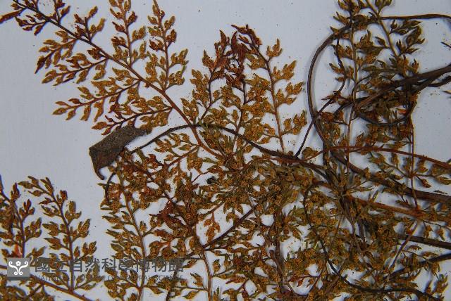 宿枝小膜蓋蕨藏品圖，第9張