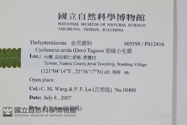 密腺小毛蕨藏品圖，第4張