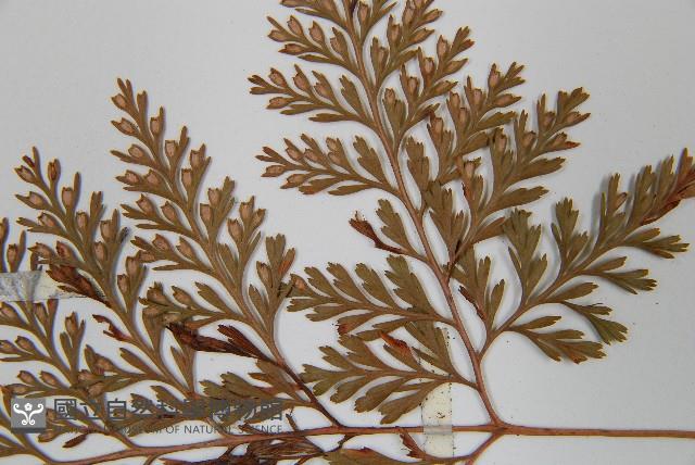 海州骨碎補藏品圖，第6張