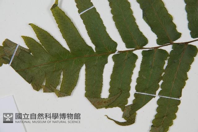 廣葉鋸齒雙蓋蕨藏品圖，第5張