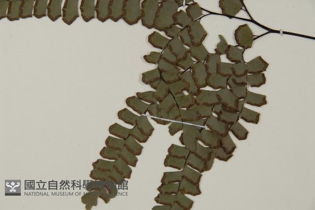 扇葉鐵線蕨藏品圖，第4張
