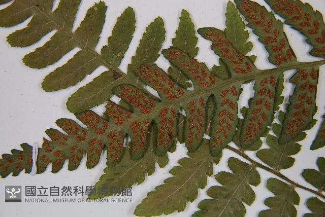 登錄號:P003156藏品圖，第6張
