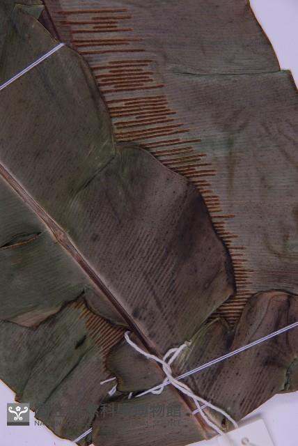 南洋山蘇花藏品圖，第5張