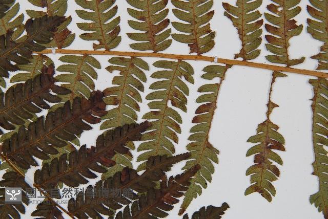 台灣桫欏藏品圖，第5張