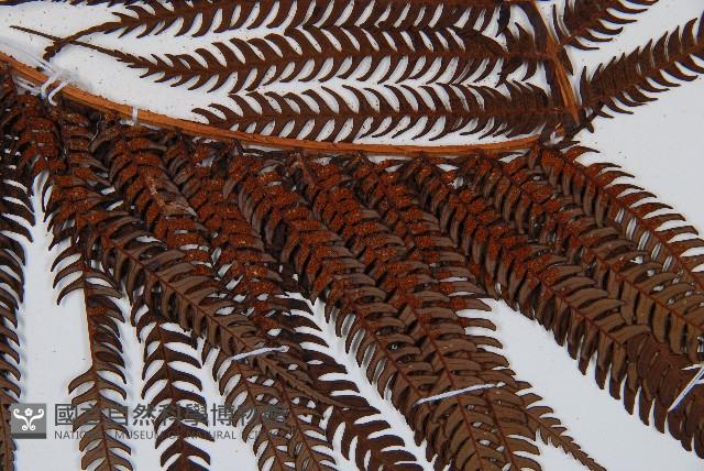 筆筒樹藏品圖，第7張