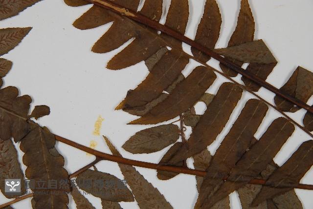 廣葉鋸齒雙蓋蕨藏品圖，第5張