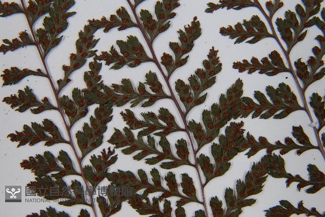 三回蹄蓋蕨藏品圖，第6張