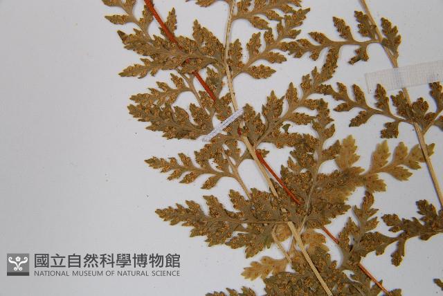 冷蕨藏品圖，第6張