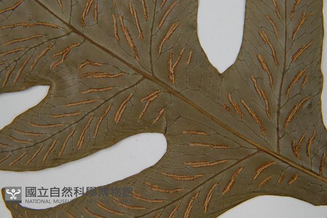 網脈雙蓋蕨藏品圖，第6張