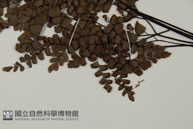 扇葉鐵線蕨藏品圖，第5張