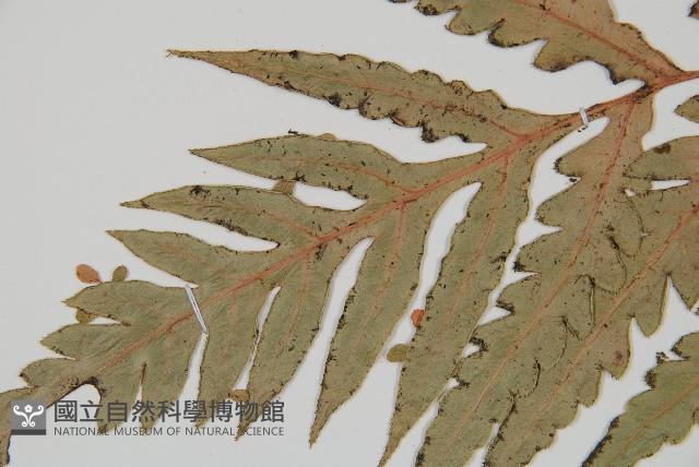 臺灣狗脊蕨藏品圖，第5張
