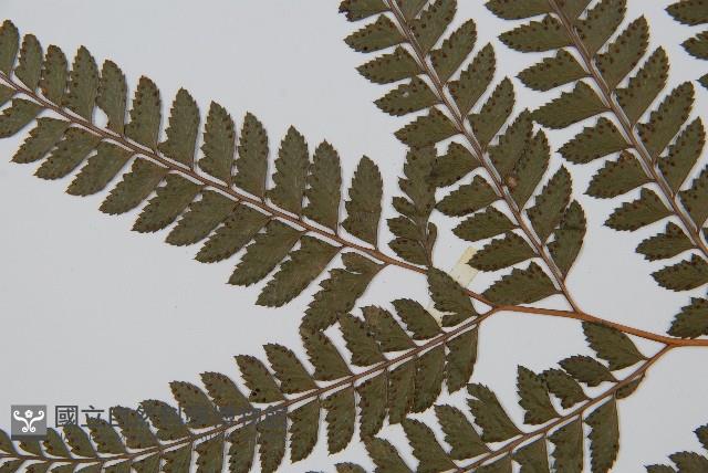 斜方複葉耳蕨藏品圖，第5張