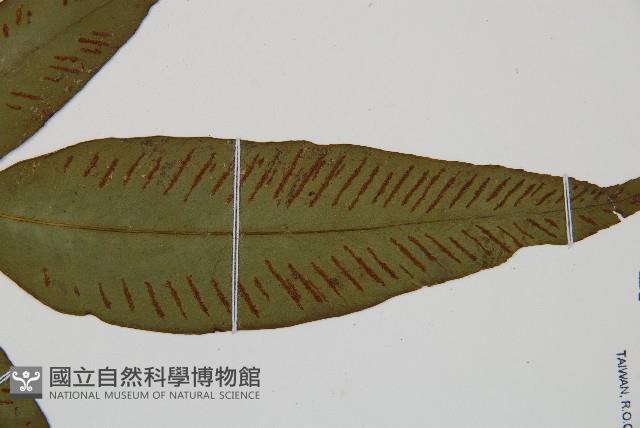 隱脈細柄雙蓋蕨藏品圖，第6張