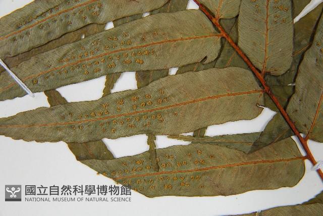 Luchu Tree-fern Collection Image, Figure 5, Total 5 Figures