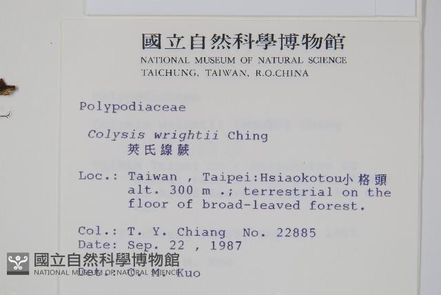 小苞鱗毛蕨藏品圖，第6張