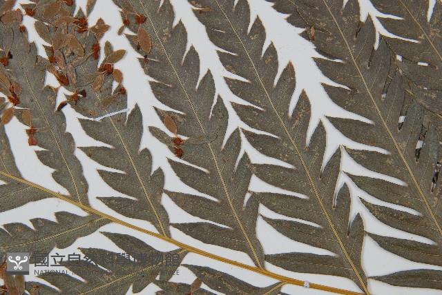 臺灣狗脊蕨藏品圖，第5張